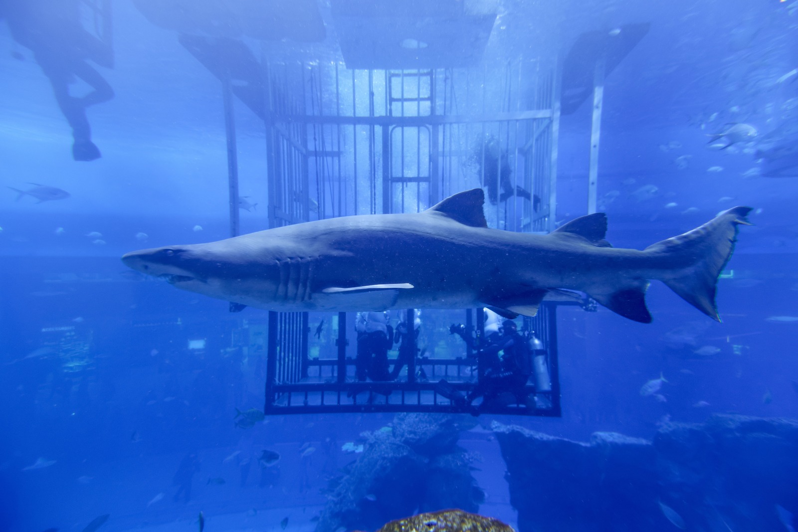 Dubai Aquarium & Underwater Zoo  — image 3