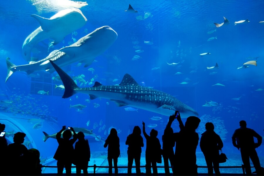 Dubai Aquarium & Underwater Zoo  — image 5