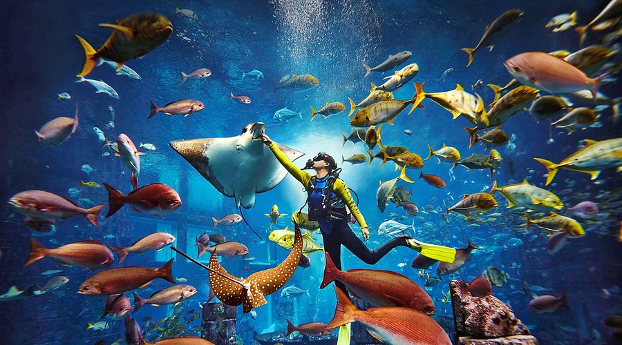 The Lost Chambers Aquarium — image 3