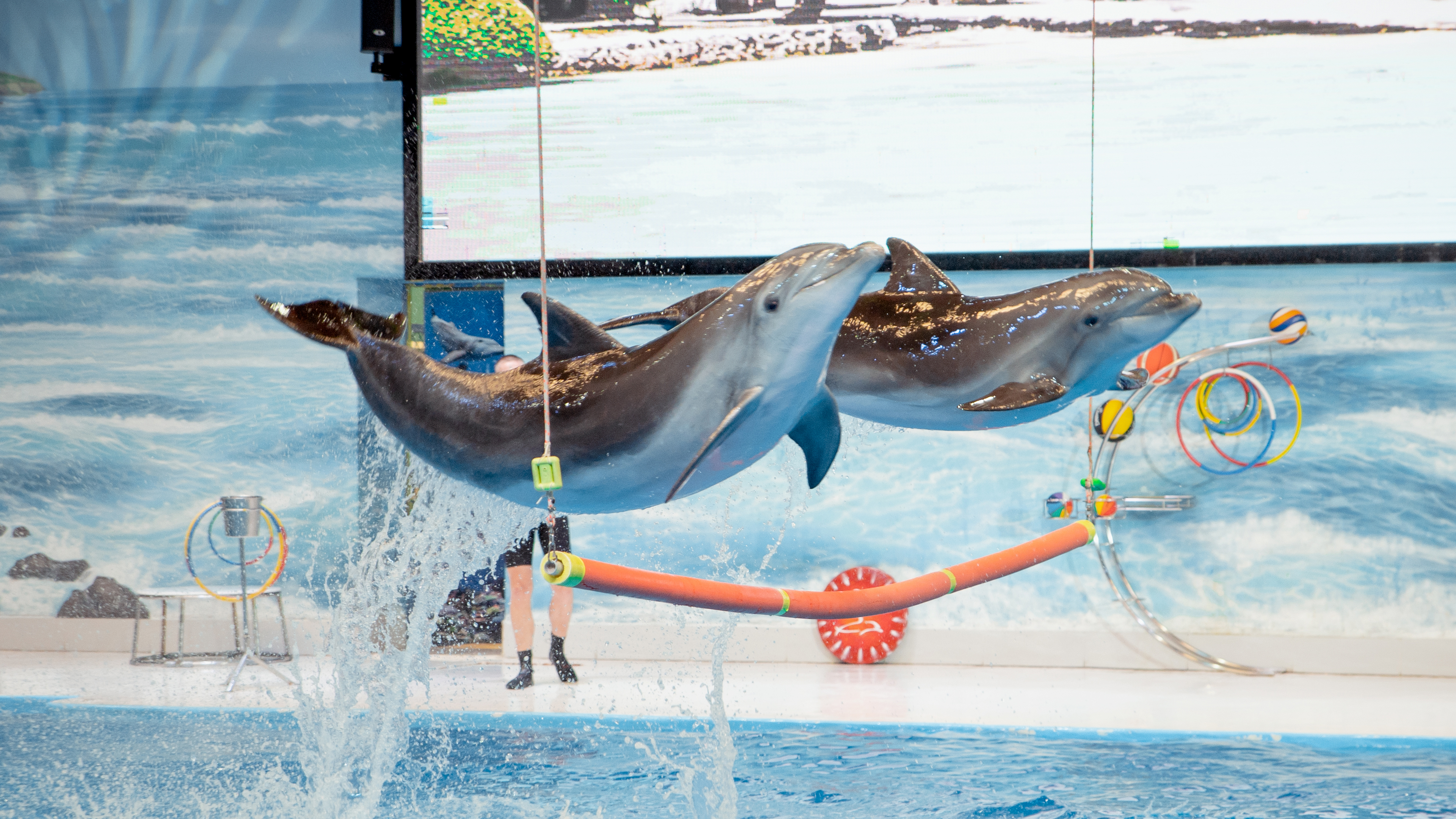 Dubai Dolphinarium VIP Ticket  — image 3