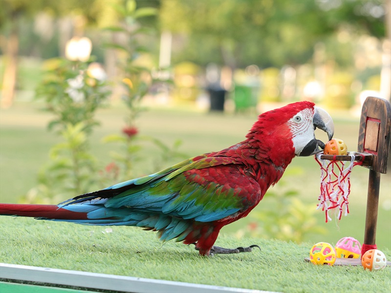 Creek Park Exotic Bird Show — image 3