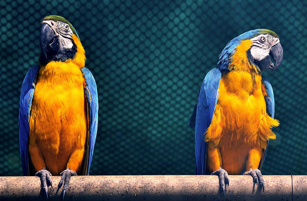 Creek Park Exotic Bird Show — image 2